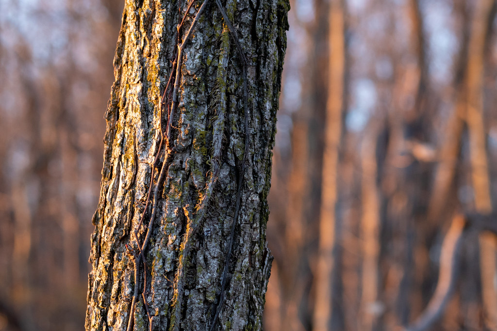 Trees
